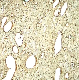Anti-SLC29A1 antibody used in IHC (Paraffin sections) (IHC-P). GTX31946