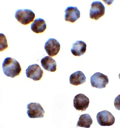 Anti-SFRS3 antibody used in Immunocytochemistry/ Immunofluorescence (ICC/IF). GTX31947