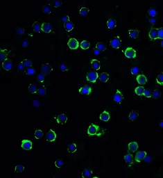 Anti-RFX1 antibody used in Immunocytochemistry/ Immunofluorescence (ICC/IF). GTX31948