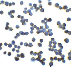 Anti-RFX1 antibody used in Immunocytochemistry/ Immunofluorescence (ICC/IF). GTX31948