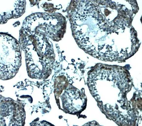 Anti-IZUMO1 antibody used in IHC (Paraffin sections) (IHC-P). GTX31952