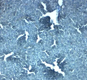Anti-SLC38A4 antibody used in IHC (Paraffin sections) (IHC-P). GTX31954