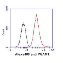 Anti-PGAM1 antibody [AT1G4] used in Flow cytometry (FCM). GTX31959