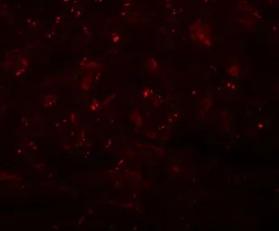 Anti-CCDC47 antibody used in IHC (Paraffin sections) (IHC-P). GTX31977