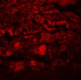 Anti-PPAPDC3 antibody used in IHC (Paraffin sections) (IHC-P). GTX31978