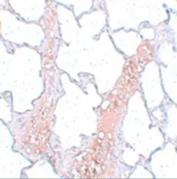 Anti-REEP2 antibody used in IHC (Paraffin sections) (IHC-P). GTX31981