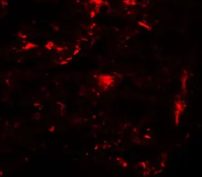 Anti-REEP2 antibody used in IHC (Paraffin sections) (IHC-P). GTX31981