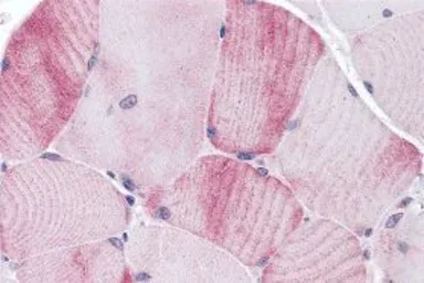 Anti-MYBPC1 antibody used in IHC (Paraffin sections) (IHC-P). GTX31984