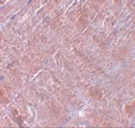 Anti-RANBP10 antibody used in IHC (Paraffin sections) (IHC-P). GTX31986