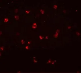 Anti-NLRC3 antibody used in Immunocytochemistry/ Immunofluorescence (ICC/IF). GTX31989
