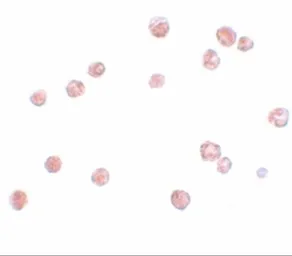 Anti-NLRP13 antibody used in Immunocytochemistry/ Immunofluorescence (ICC/IF). GTX31990