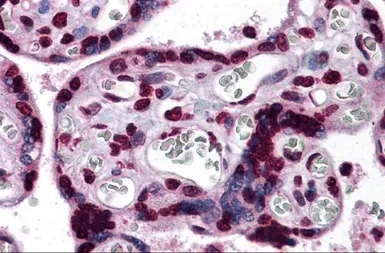 Anti-KPNA7 antibody used in IHC (Paraffin sections) (IHC-P). GTX31991