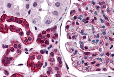 Anti-ZNF521 antibody used in IHC (Paraffin sections) (IHC-P). GTX31992