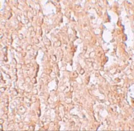 Anti-SLC39A10 antibody used in IHC (Paraffin sections) (IHC-P). GTX31994