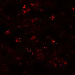 Anti-SLC39A10 antibody used in IHC (Paraffin sections) (IHC-P). GTX31994