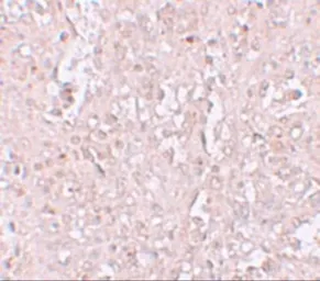 Anti-SLC39A13 antibody used in IHC (Paraffin sections) (IHC-P). GTX31995