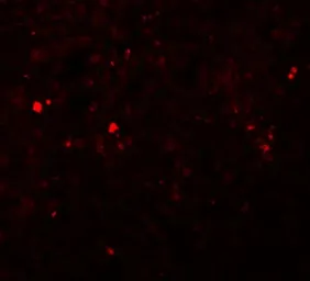 Anti-SLC39A13 antibody used in IHC (Paraffin sections) (IHC-P). GTX31995