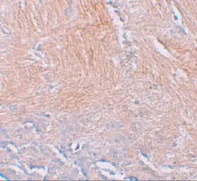 Anti-CXXC5 antibody used in IHC (Paraffin sections) (IHC-P). GTX31997