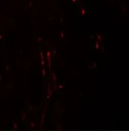 Anti-CXXC5 antibody used in IHC (Paraffin sections) (IHC-P). GTX31997