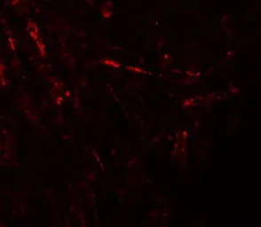 Anti-ZBTB4 antibody used in IHC (Paraffin sections) (IHC-P). GTX31998