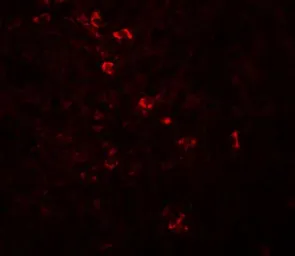 Anti-ZBTB8 antibody used in IHC (Paraffin sections) (IHC-P). GTX31999