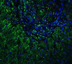 Anti-VPS39 antibody used in IHC (Paraffin sections) (IHC-P). GTX32005