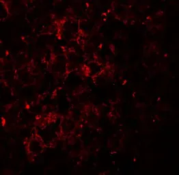 Anti-VPS39 antibody used in IHC (Paraffin sections) (IHC-P). GTX32005