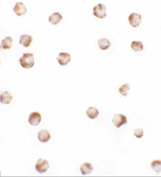 Anti-SIK2 antibody used in Immunocytochemistry/ Immunofluorescence (ICC/IF). GTX32010