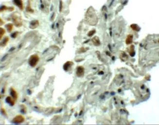 Anti-SPTLC1 antibody used in IHC (Paraffin sections) (IHC-P). GTX32011