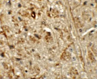 Anti-ORMDL1 antibody used in IHC (Paraffin sections) (IHC-P). GTX32012