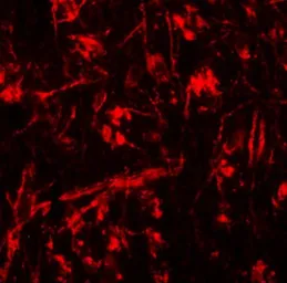 Anti-ORMDL1 antibody used in IHC (Paraffin sections) (IHC-P). GTX32012