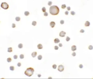 Anti-KAL1 antibody used in Immunocytochemistry/ Immunofluorescence (ICC/IF). GTX32013