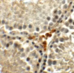 Anti-MEIG1 antibody used in IHC (Paraffin sections) (IHC-P). GTX32017