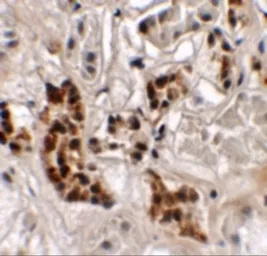 Anti-SPRYD4 antibody used in IHC (Paraffin sections) (IHC-P). GTX32023