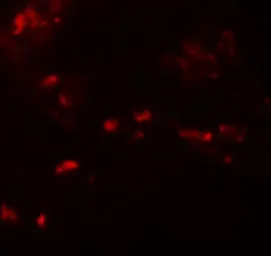 Anti-SPRYD4 antibody used in IHC (Paraffin sections) (IHC-P). GTX32023
