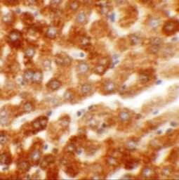 Anti-HDGFRP2 antibody used in IHC (Paraffin sections) (IHC-P). GTX32024