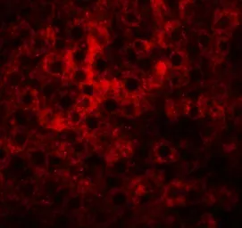 Anti-HDGFRP2 antibody used in IHC (Paraffin sections) (IHC-P). GTX32024