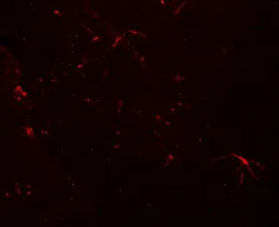 Anti-TMEM204 antibody used in IHC (Paraffin sections) (IHC-P). GTX32025