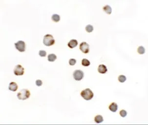 Anti-PALM3 antibody used in Immunocytochemistry/ Immunofluorescence (ICC/IF). GTX32027