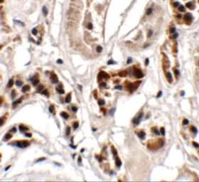 Anti-UHRF1BP1 antibody used in IHC (Paraffin sections) (IHC-P). GTX32029