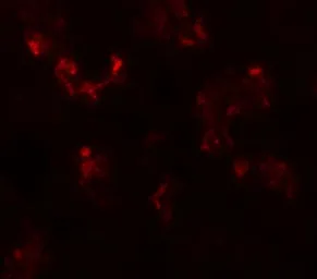 Anti-UHRF1BP1 antibody used in IHC (Paraffin sections) (IHC-P). GTX32029