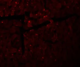 Anti-DDA1 antibody used in IHC (Paraffin sections) (IHC-P). GTX32030