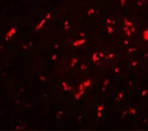 Anti-DRGX antibody used in IHC (Paraffin sections) (IHC-P). GTX32035