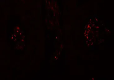 Anti-SPATA1 antibody used in IHC (Paraffin sections) (IHC-P). GTX32038
