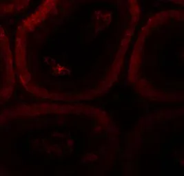 Anti-SPATA3 antibody used in IHC (Paraffin sections) (IHC-P). GTX32039