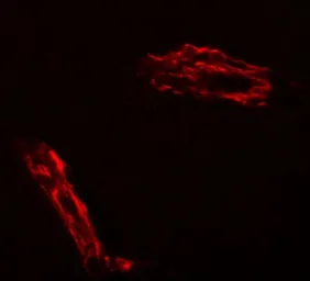 Anti-Epac1 antibody used in IHC (Paraffin sections) (IHC-P). GTX32047