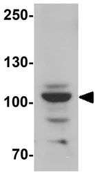 Anti-Epac1 antibody used in Western Blot (WB). GTX32047