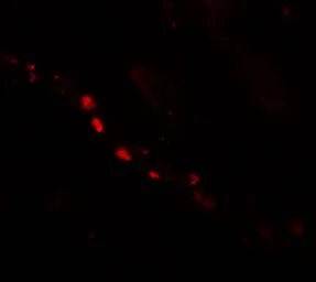 Anti-PTCHD2 antibody used in IHC (Paraffin sections) (IHC-P). GTX32048