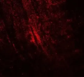 Anti-MYBPC1 antibody used in IHC (Paraffin sections) (IHC-P). GTX32053