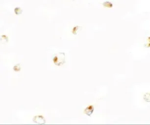Anti-B9D1 antibody used in Immunocytochemistry/ Immunofluorescence (ICC/IF). GTX32055